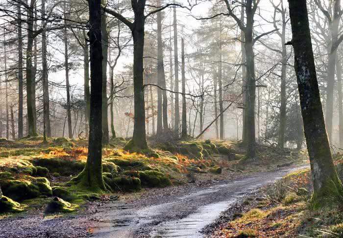 Мокрая грунтовая дорога в лесу